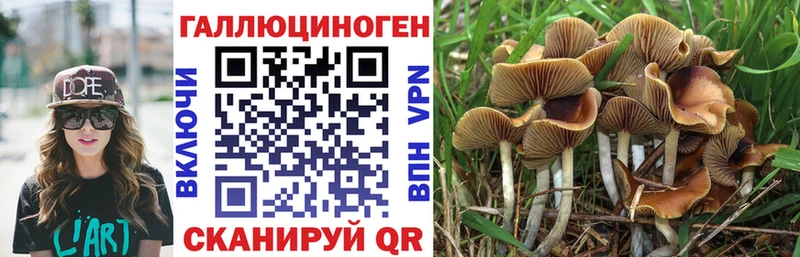 закладки  Терек  Галлюциногенные грибы Magic Shrooms 